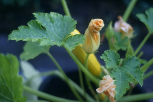 courgette plant